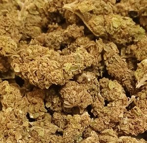 JamaicaGold herb